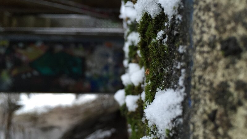 Moss-covered Wall with Snow
