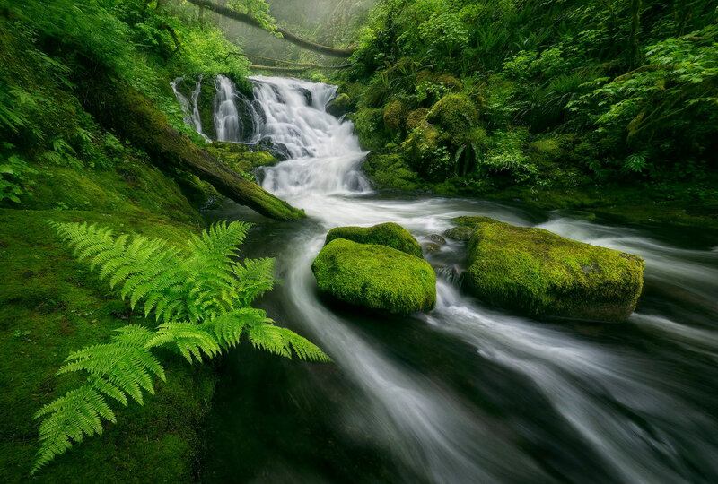 Moss-covered Waterfall — Green, Serene, Morning, Photograph, Ferns