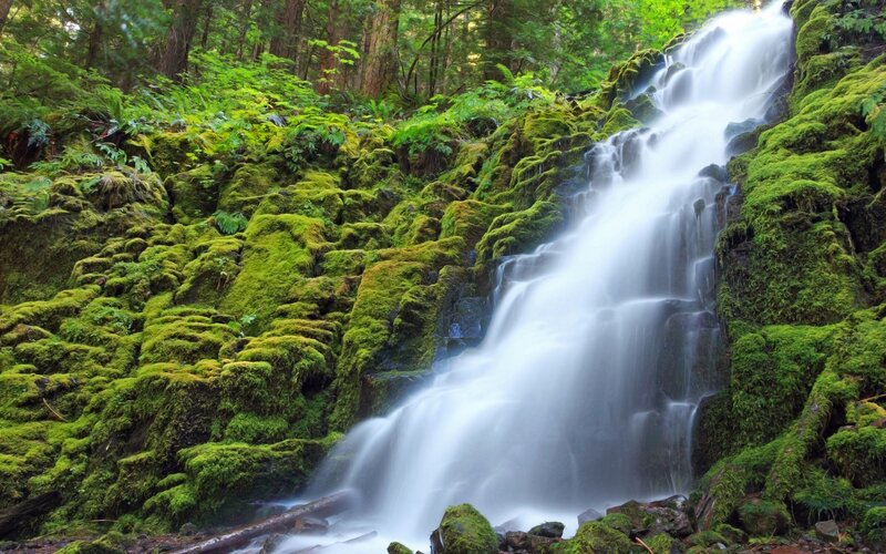 Moss-covered Waterfall — Green, Serene, Morning, Photograph, Forest, Rocks, Trees, White, Brown