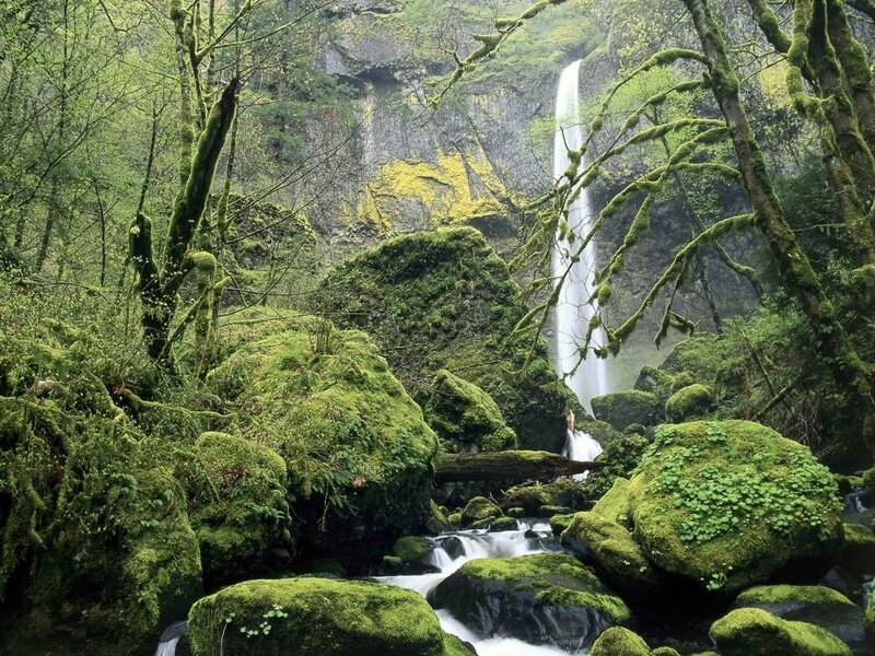 Moss-covered Waterfall — Green, Serene, Photograph, Forest, River, Rocks
