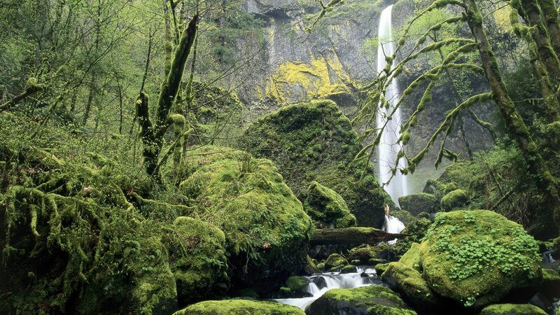Moss-covered Waterfall — Green, Serene, Photograph, Forest, Stream