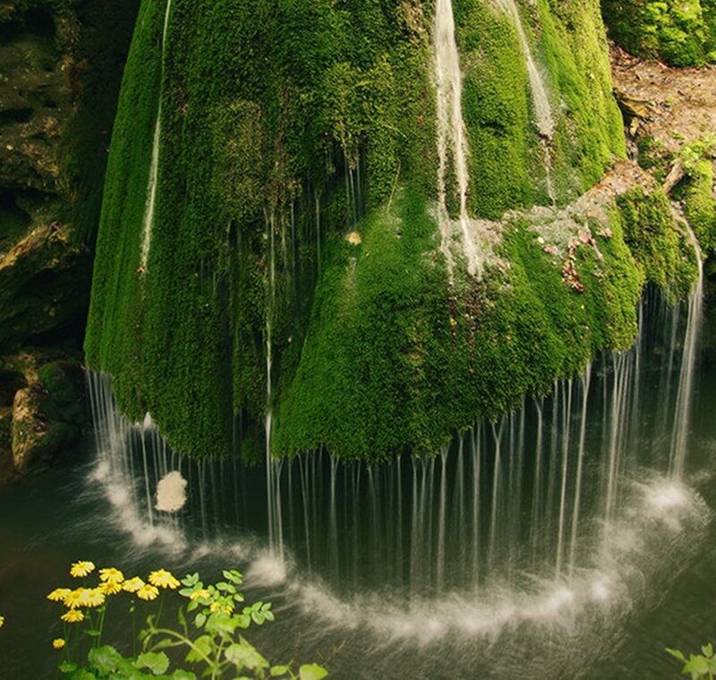 Moss-covered Waterfall — Green, Serene, Photograph, Moss, Flowers