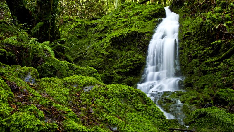 Moss-covered Waterfall — Green, Serene, Photograph, Moss, Forest