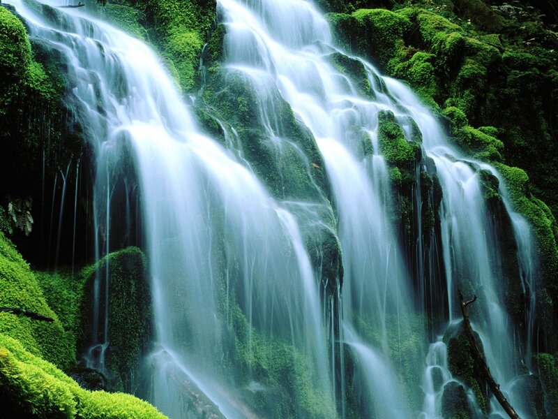 Moss-covered Waterfall — Green, Serene, Photograph, Moss, Rocks, Driftwood, White