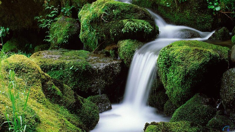 Moss-covered Waterfall — Green, Serene, Photograph, Stream, Rocks, Moss, Plants
