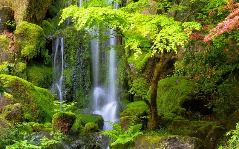 Moss-covered Waterfall — Green, Serene, Spring, Photograph, Trees