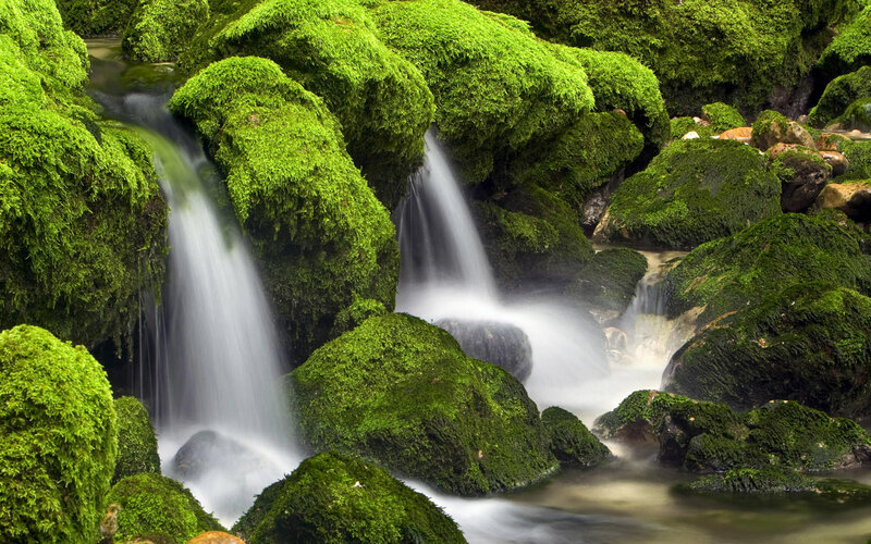 Moss-covered waterfall in forest