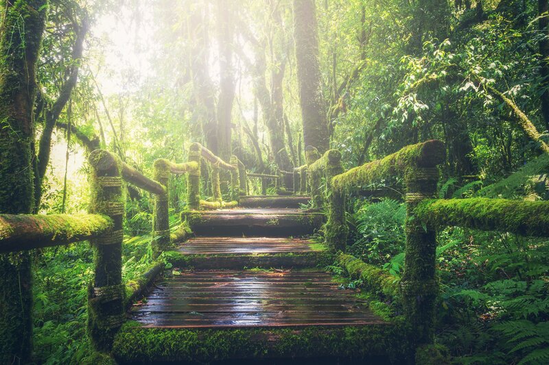 Moss-covered Wooden Bridge — Green, Serene