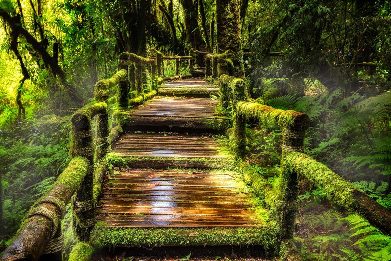Moss-covered Wooden Bridge — Green