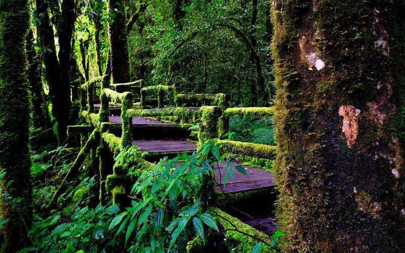Moss-covered Wooden Bridge
