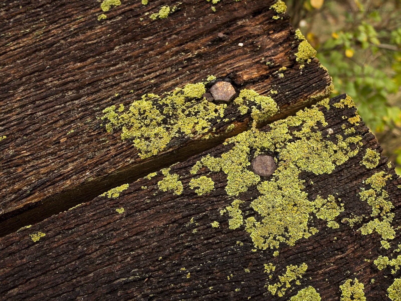 moss-covered wooden planks