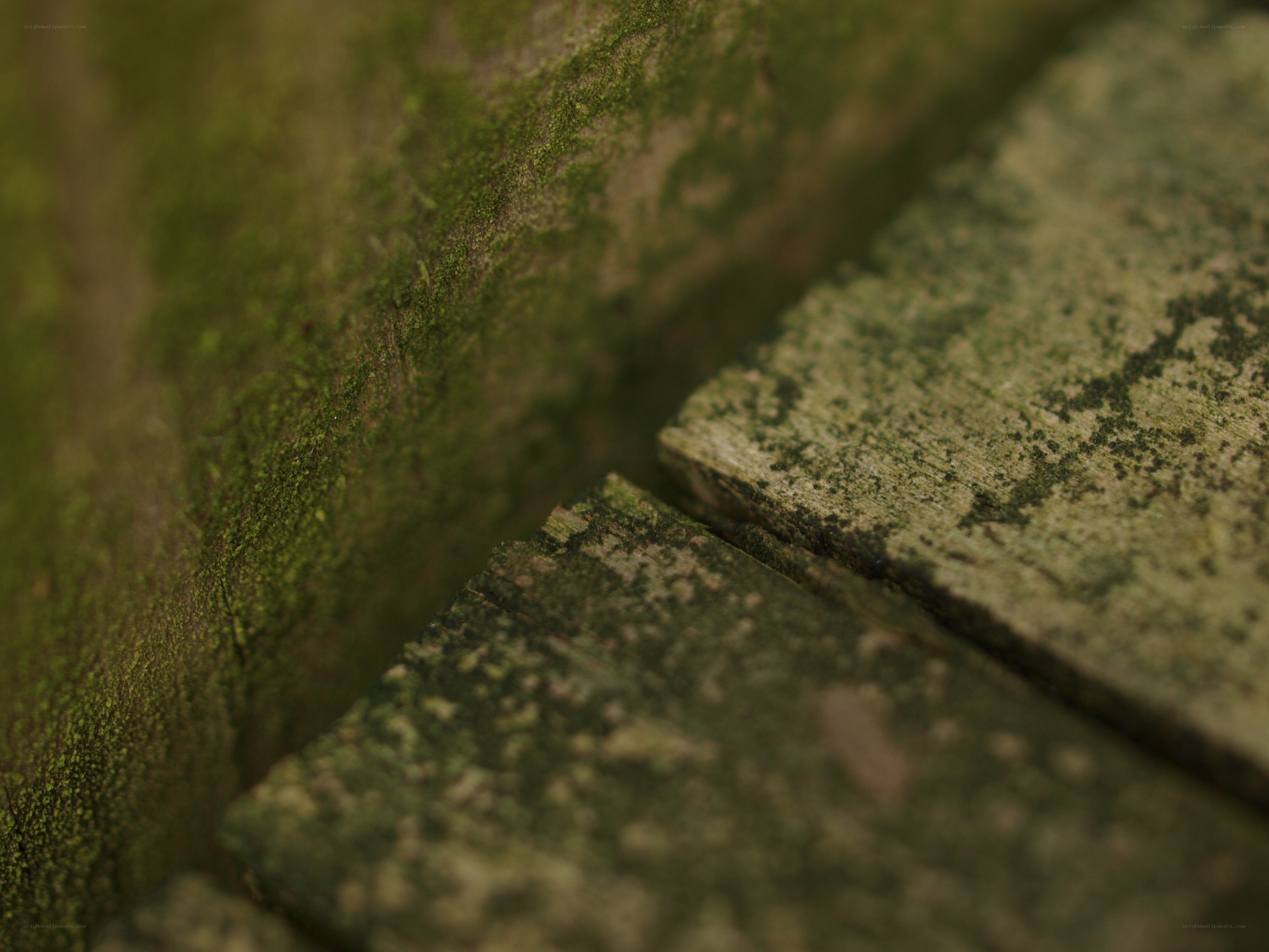 moss-covered wooden planks