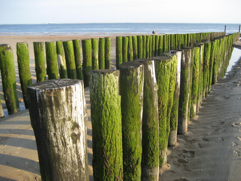 Moss-covered Wooden Posts