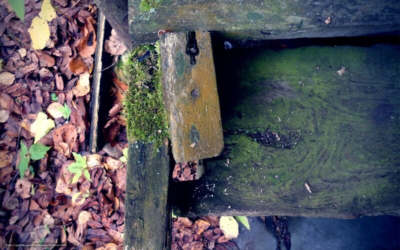 moss-covered wooden structure