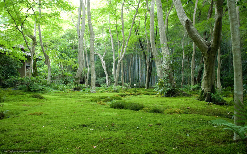 Moss garden in a forest