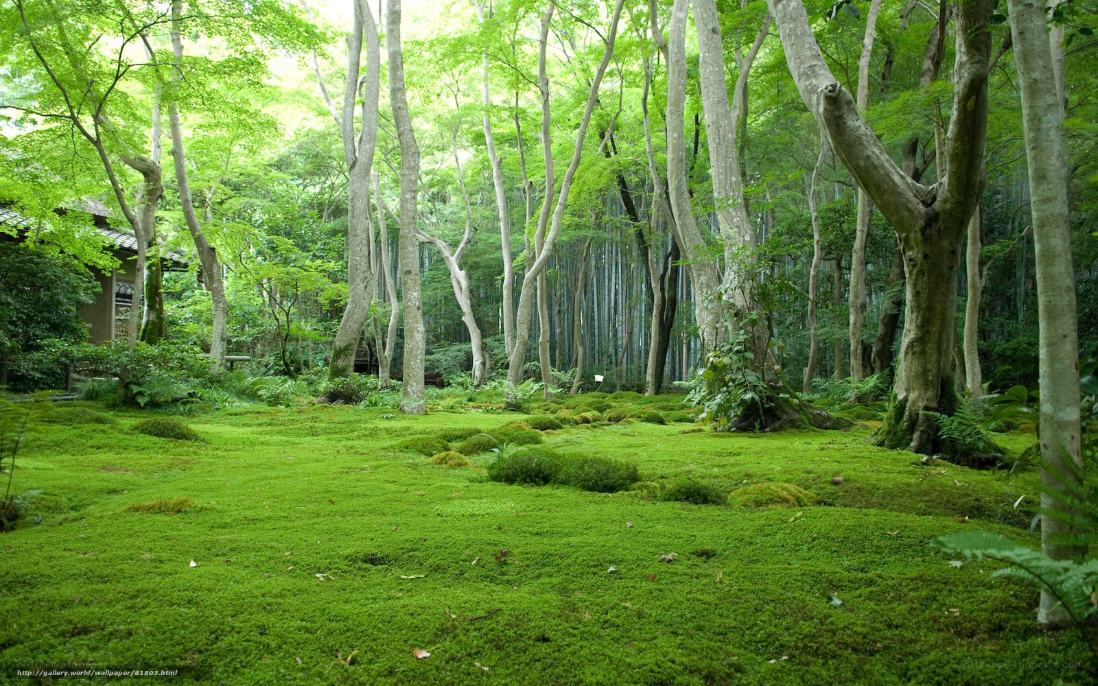 Moss garden in a forest