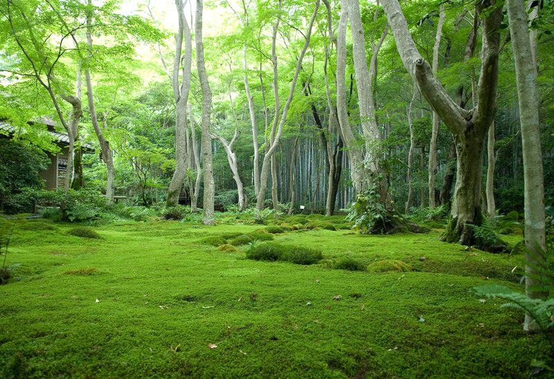 Moss garden in forest