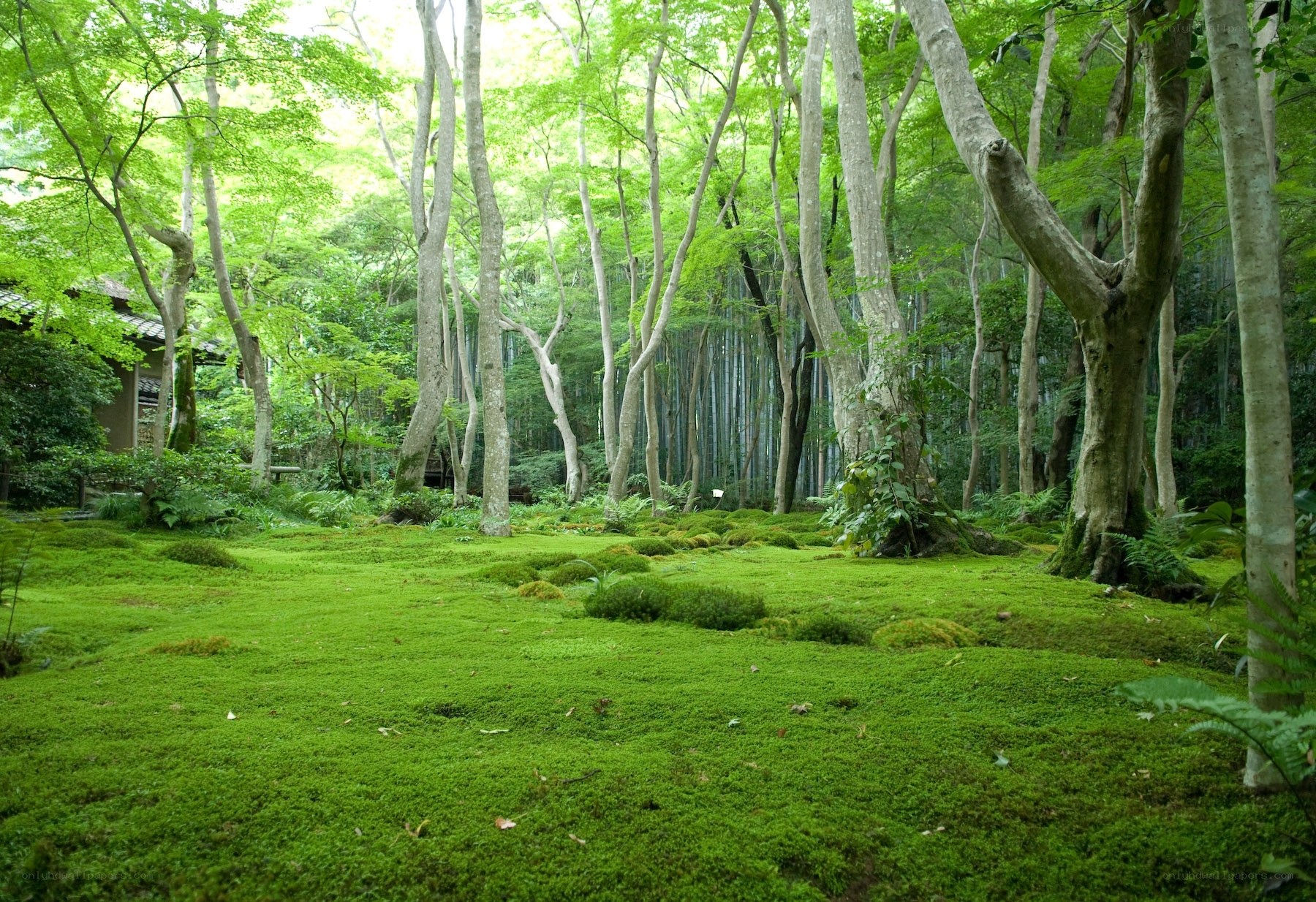 Moss garden in forest