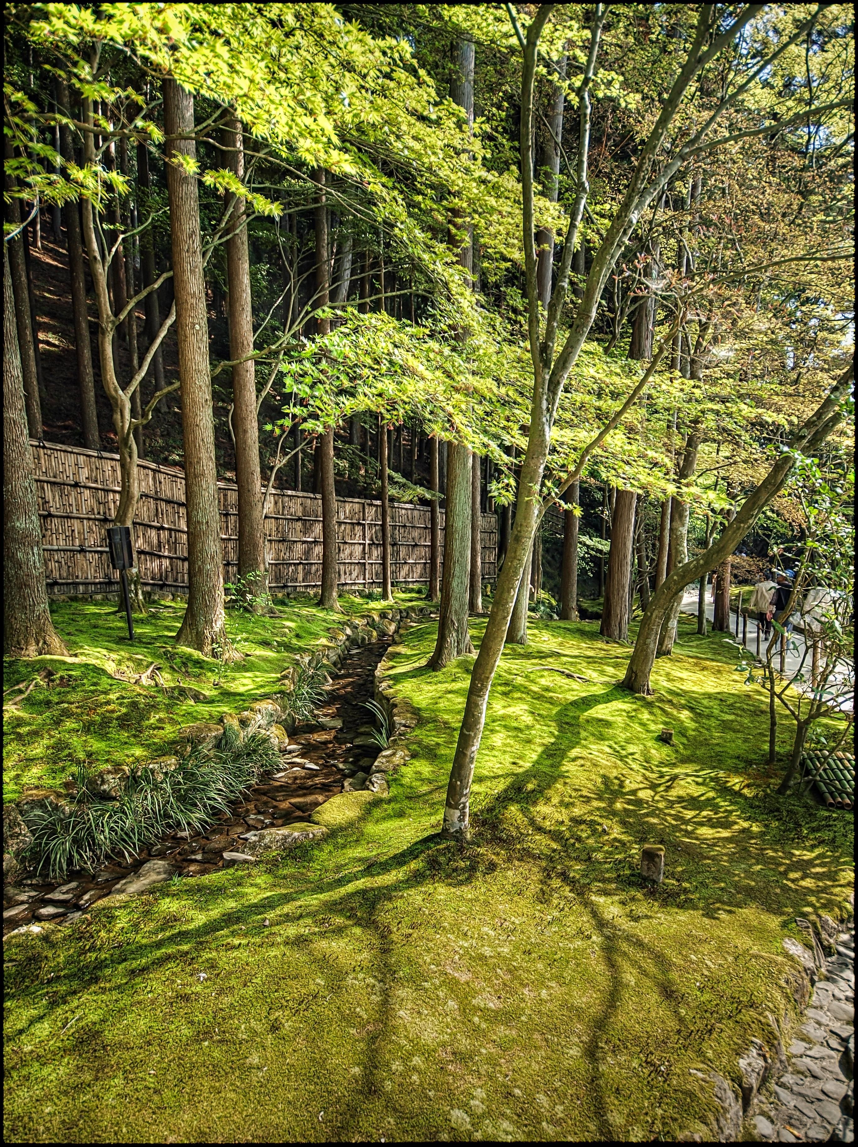 Moss garden with stream