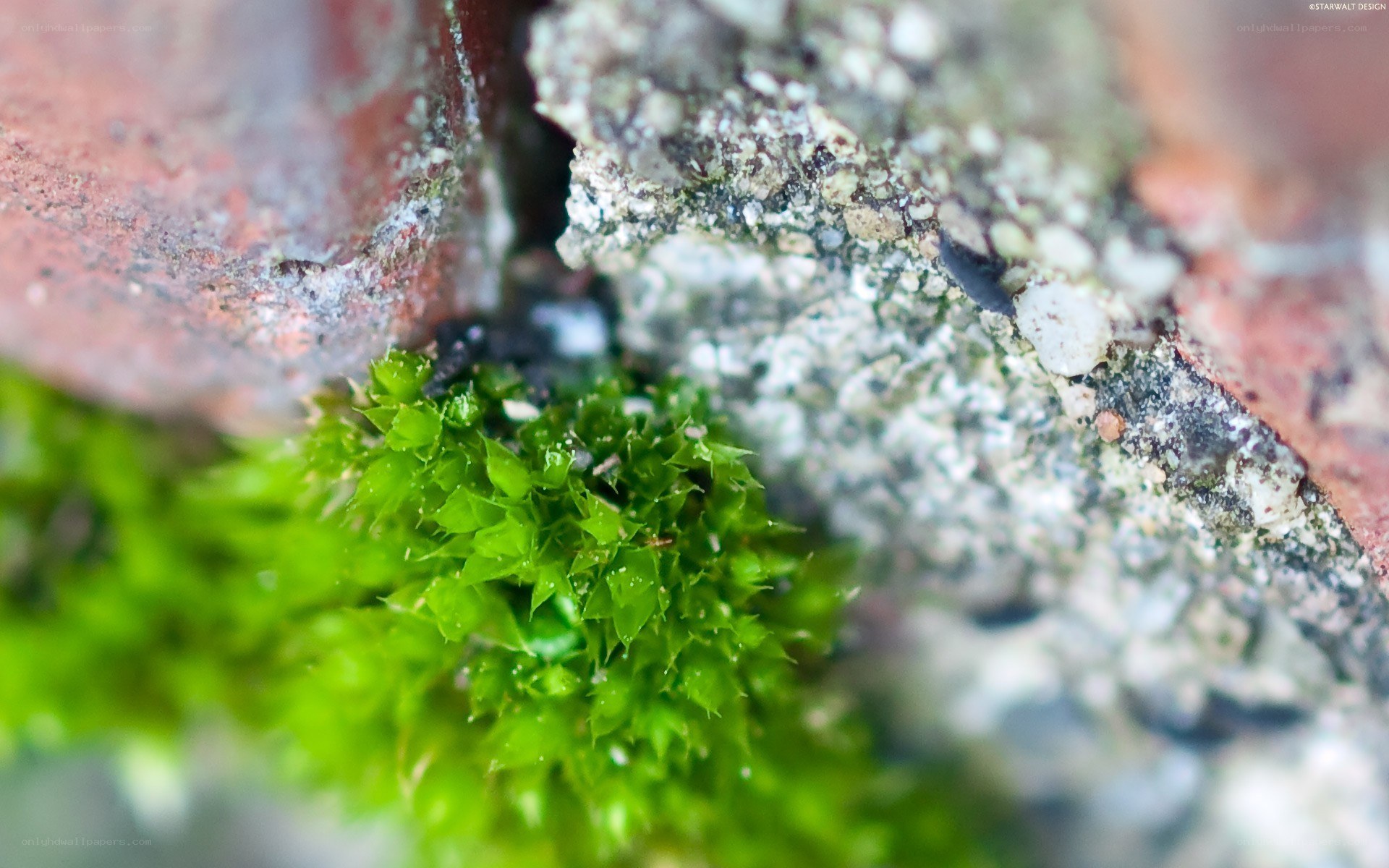 moss growing in brick crevice