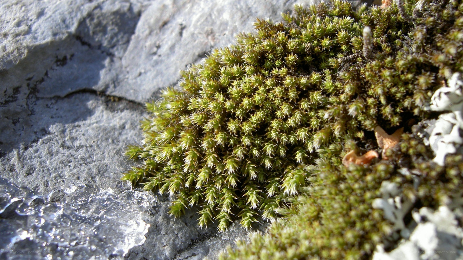 moss growing on a rock