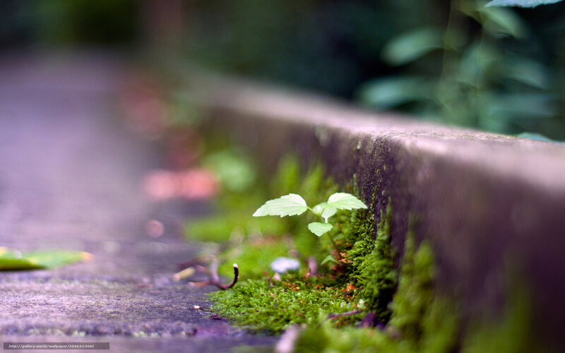 Moss growing on a stone wall