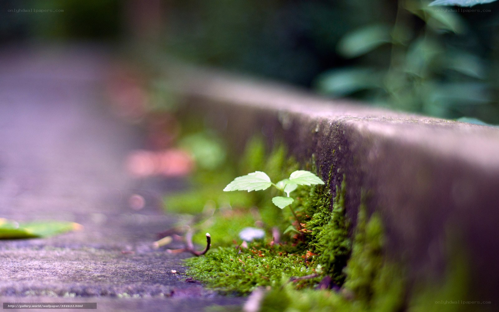 Moss growing on a stone wall