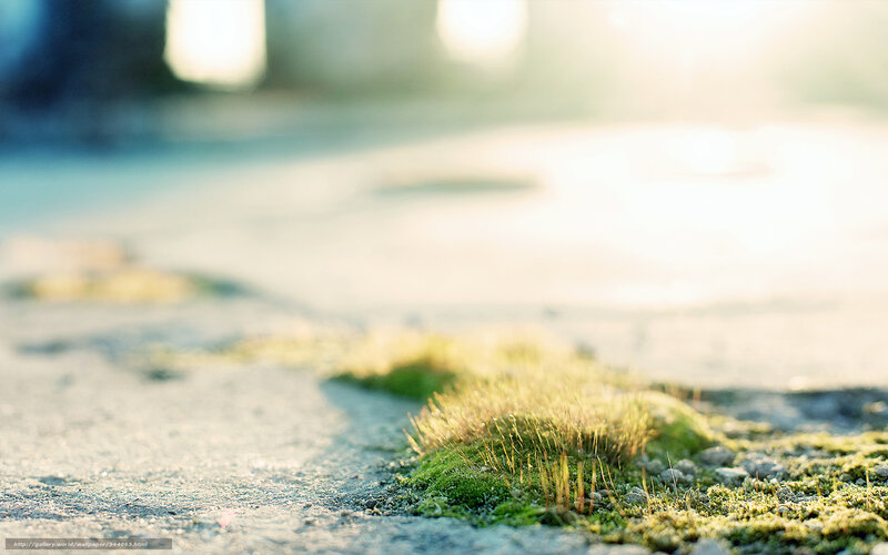 Moss Growing on Pavement — Green