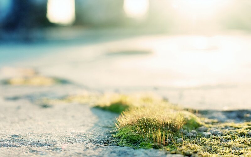 Moss growing on pavement