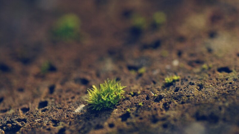 Moss Growing on Stone — Green