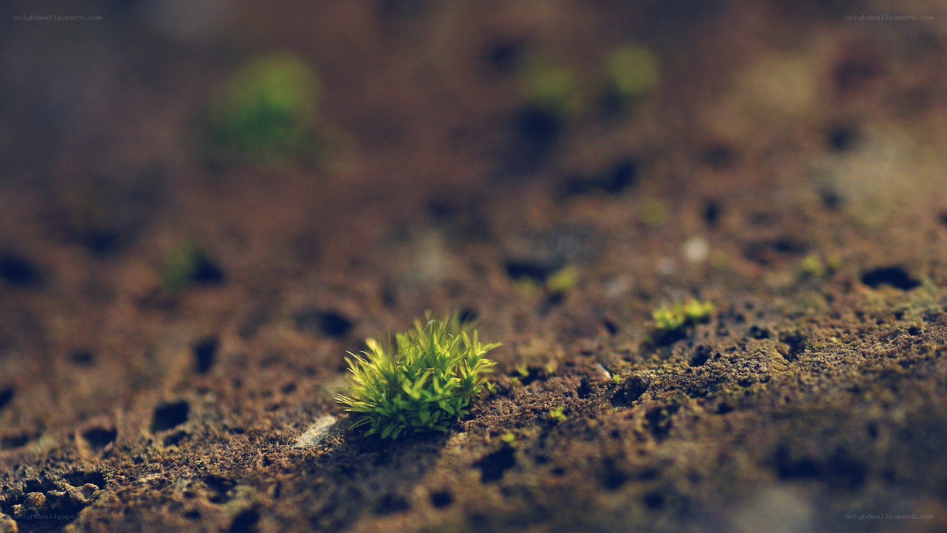 moss growing on stone
