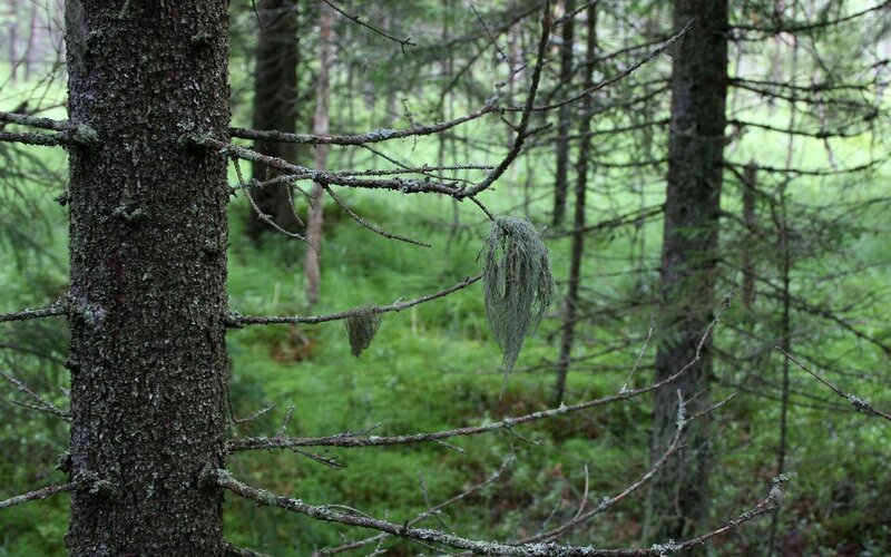 Moss hanging from tree branches