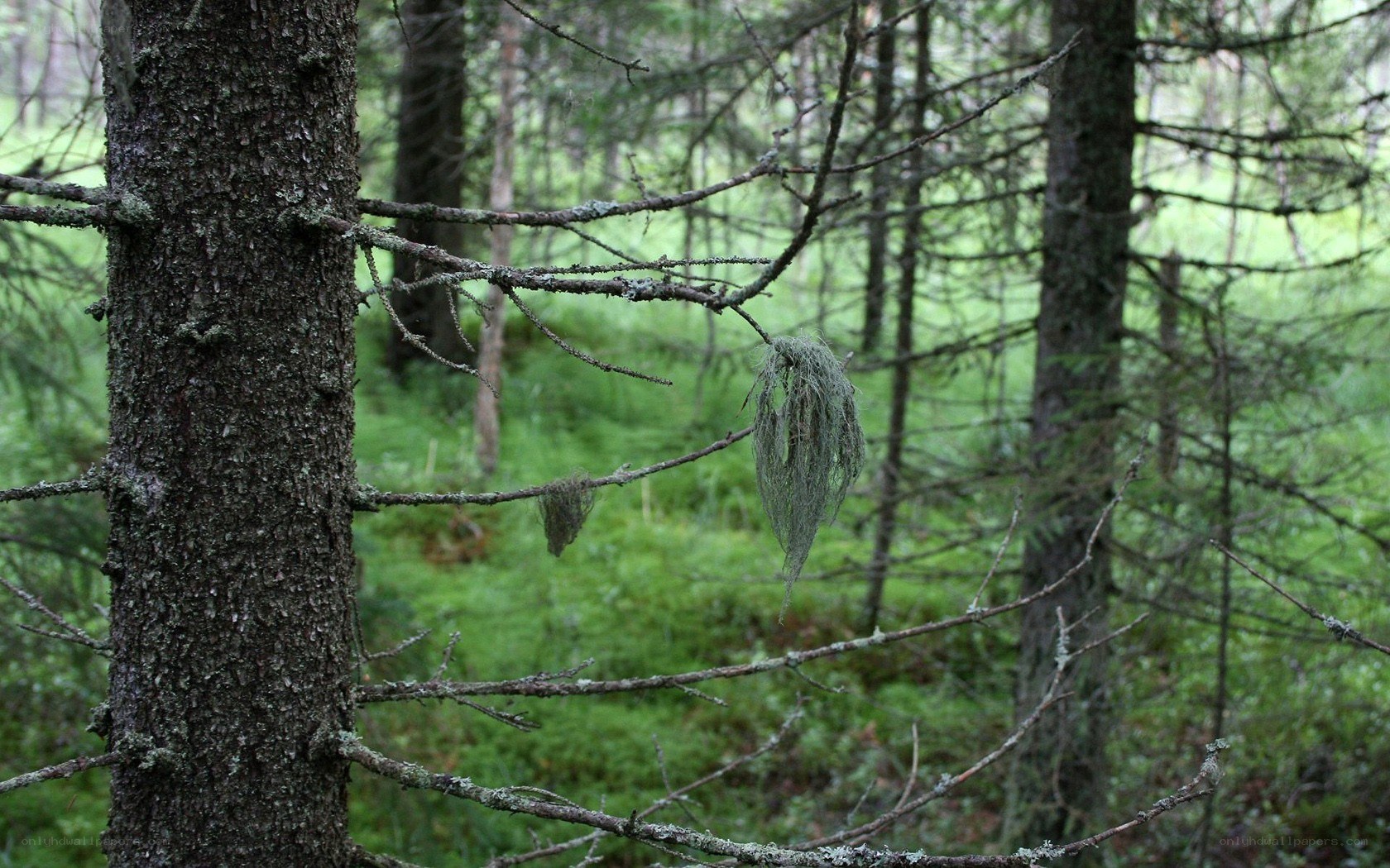 Moss hanging from tree branches