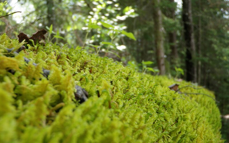moss in a forest