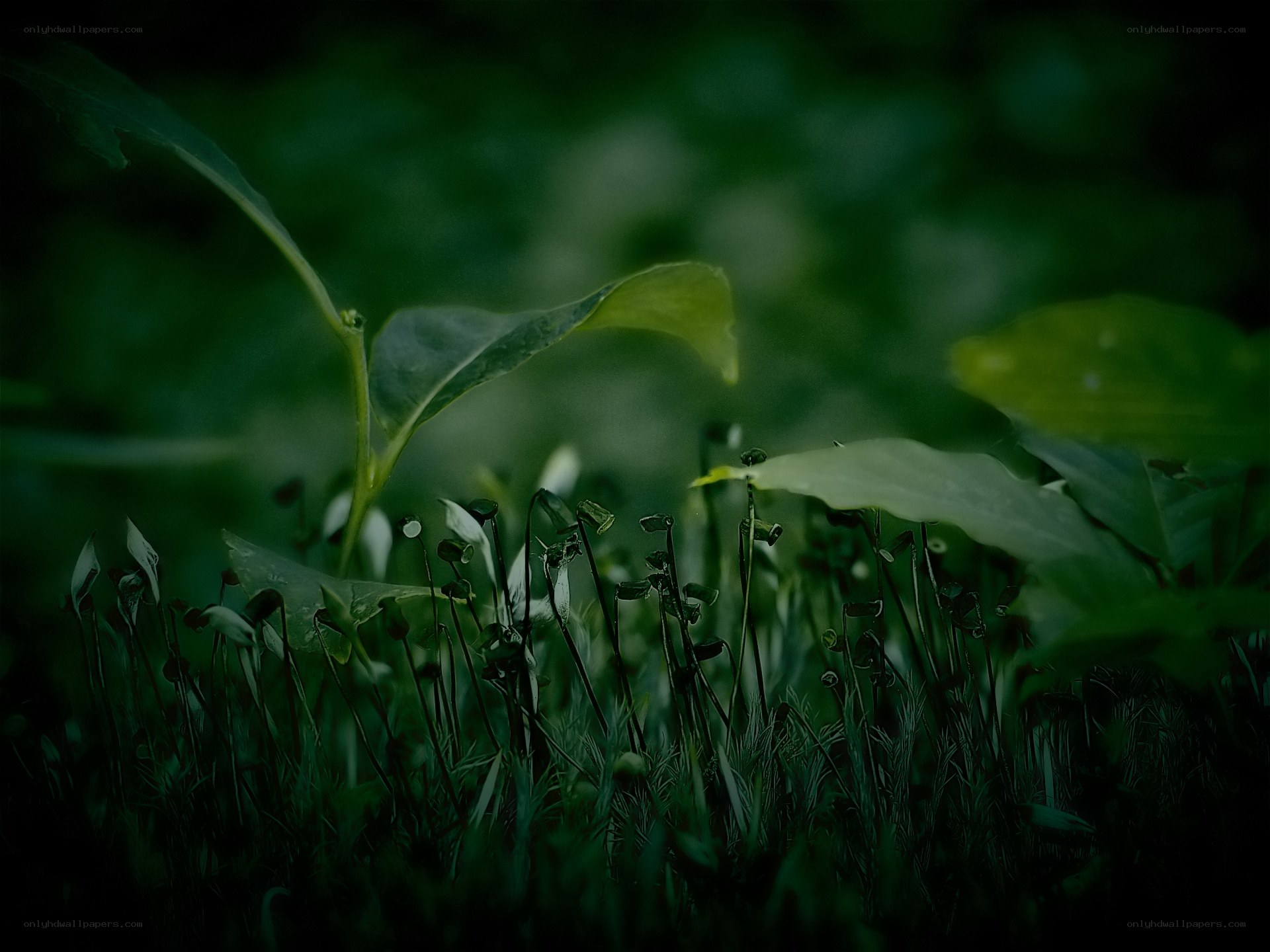 moss in a forest