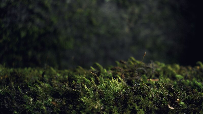 moss in a forest