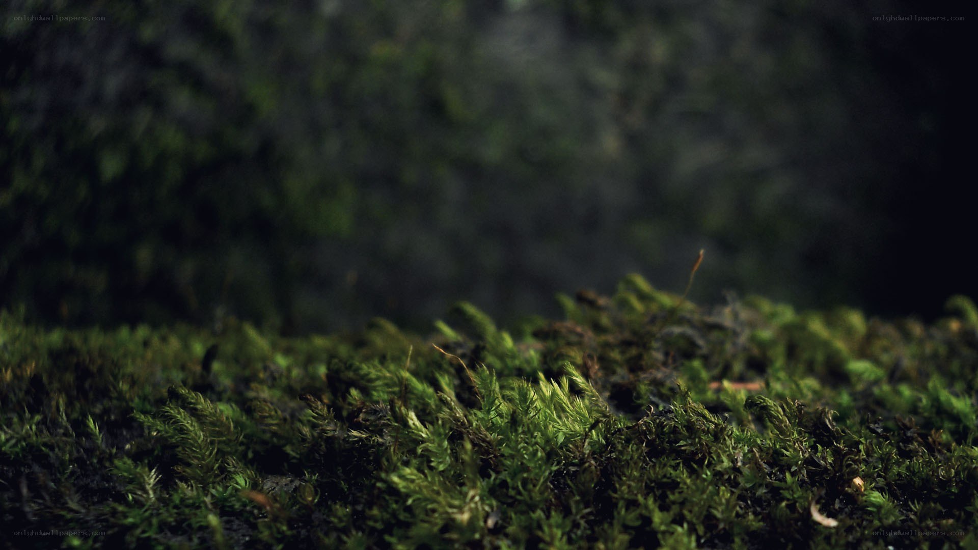 moss in a forest