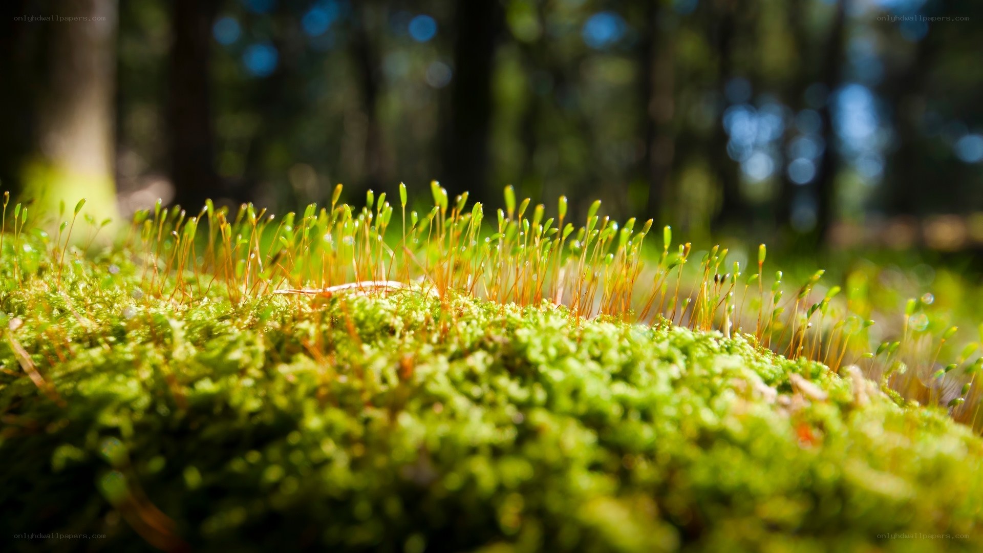 Moss in a forest