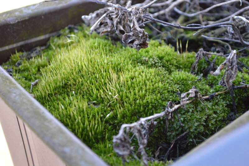 moss in a planter