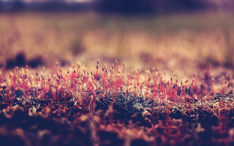 moss in autumn light