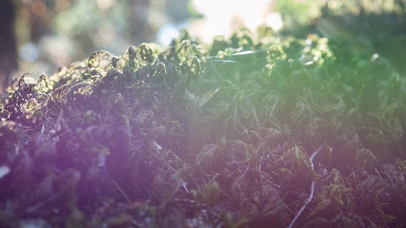 Moss in Forest Light — Green