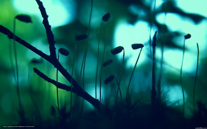 moss in forest light