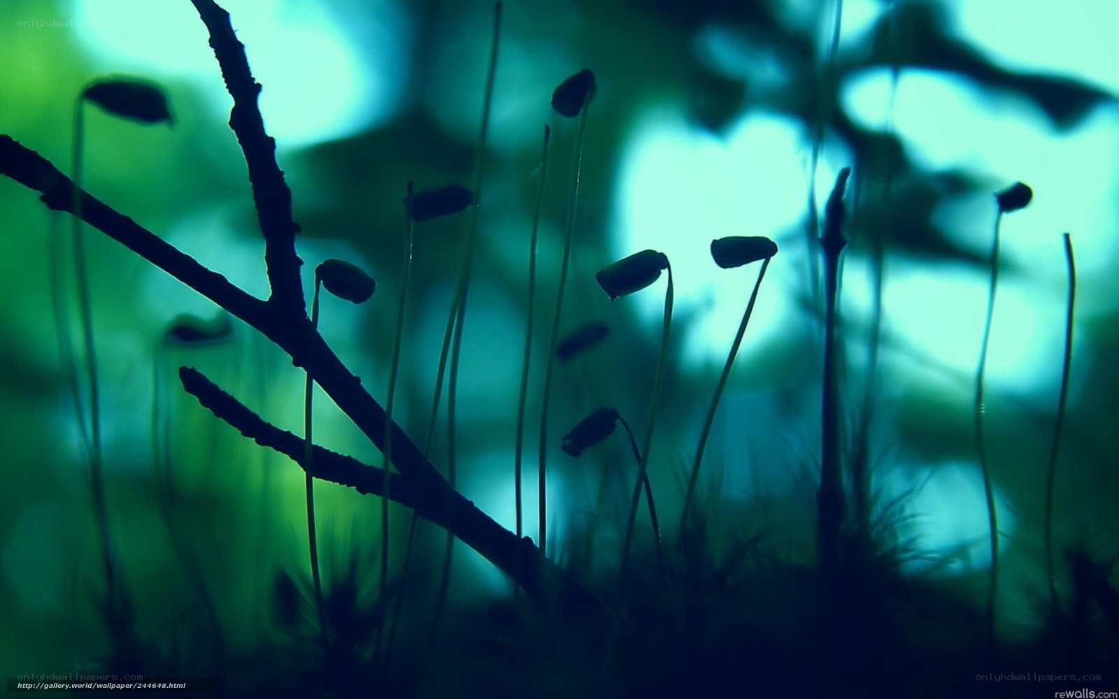 moss in forest light
