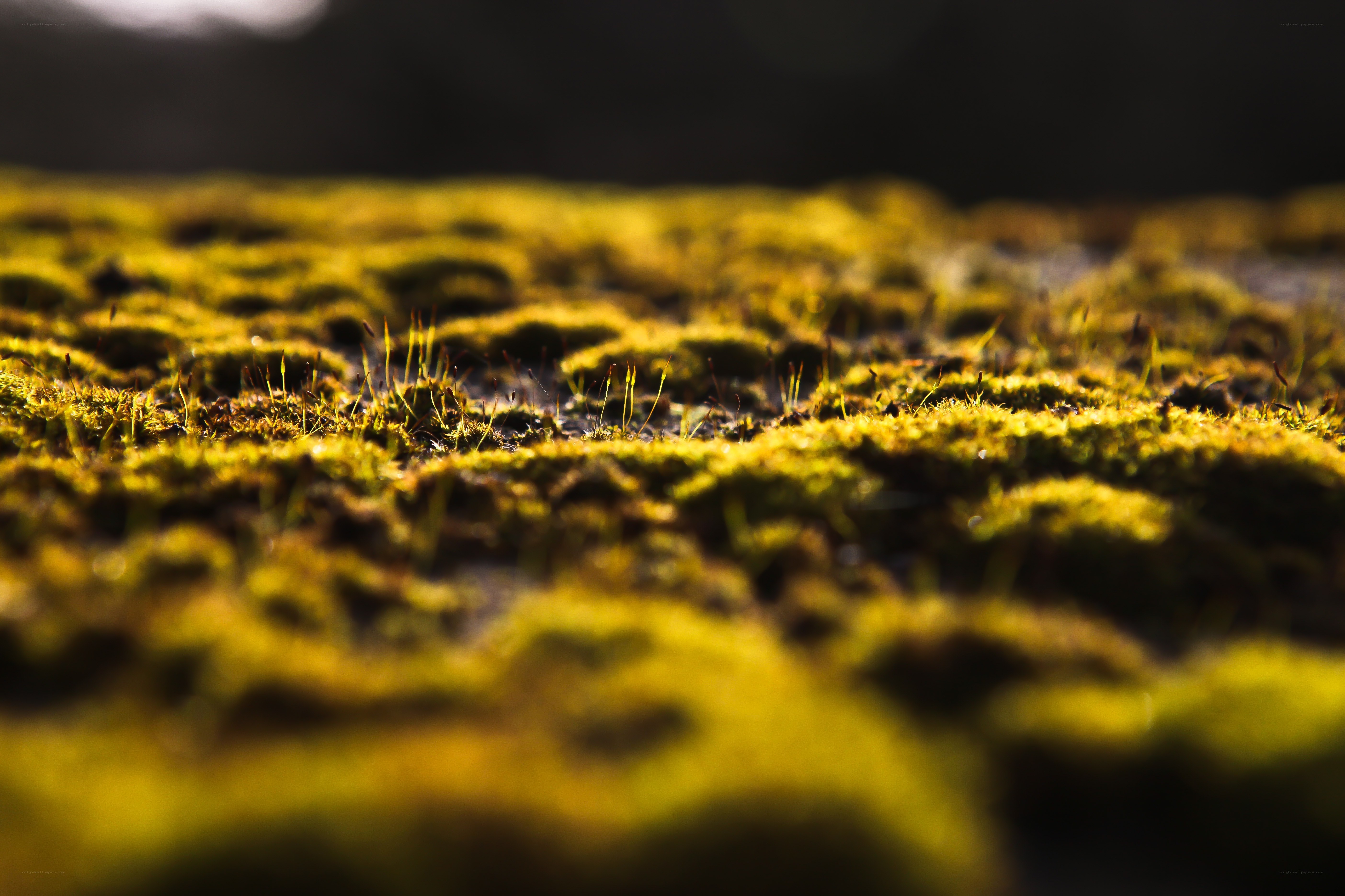 Moss in golden light