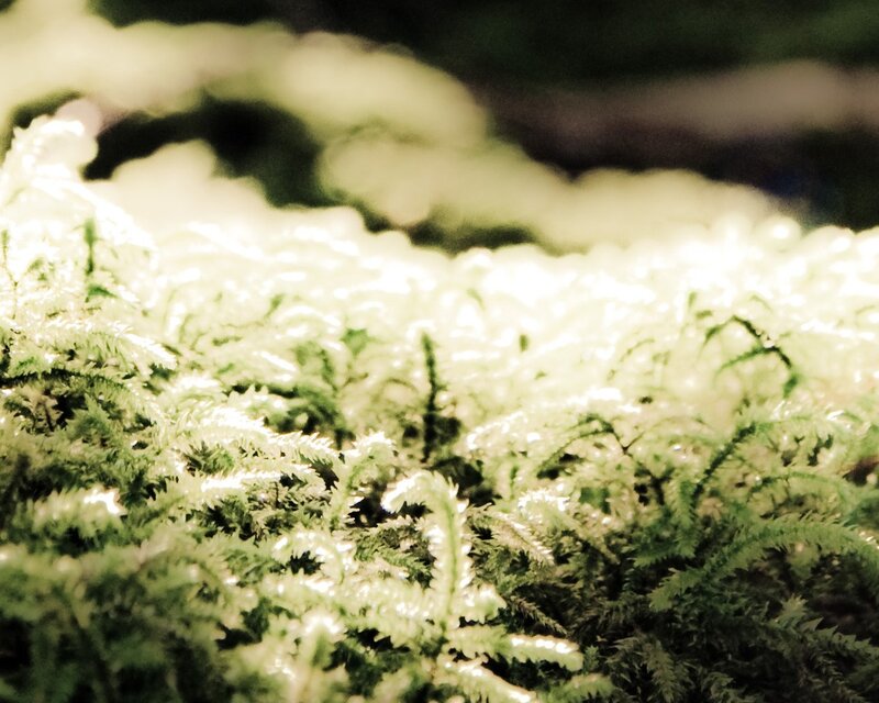 Moss in soft light