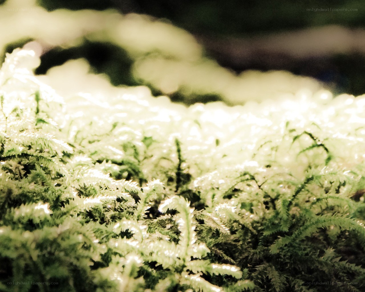 Moss in soft light