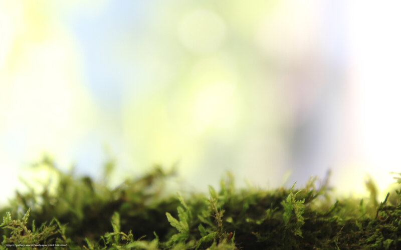 moss in soft light