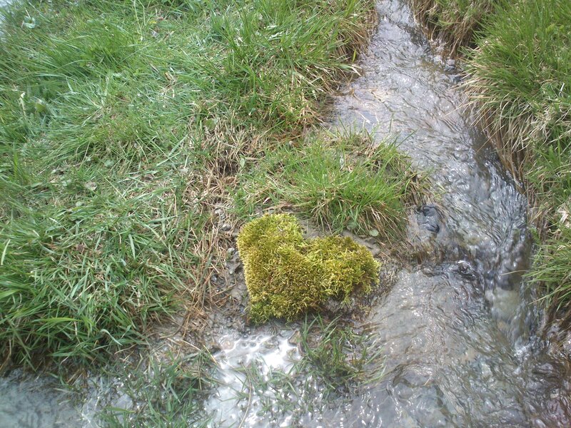Moss in Stream
