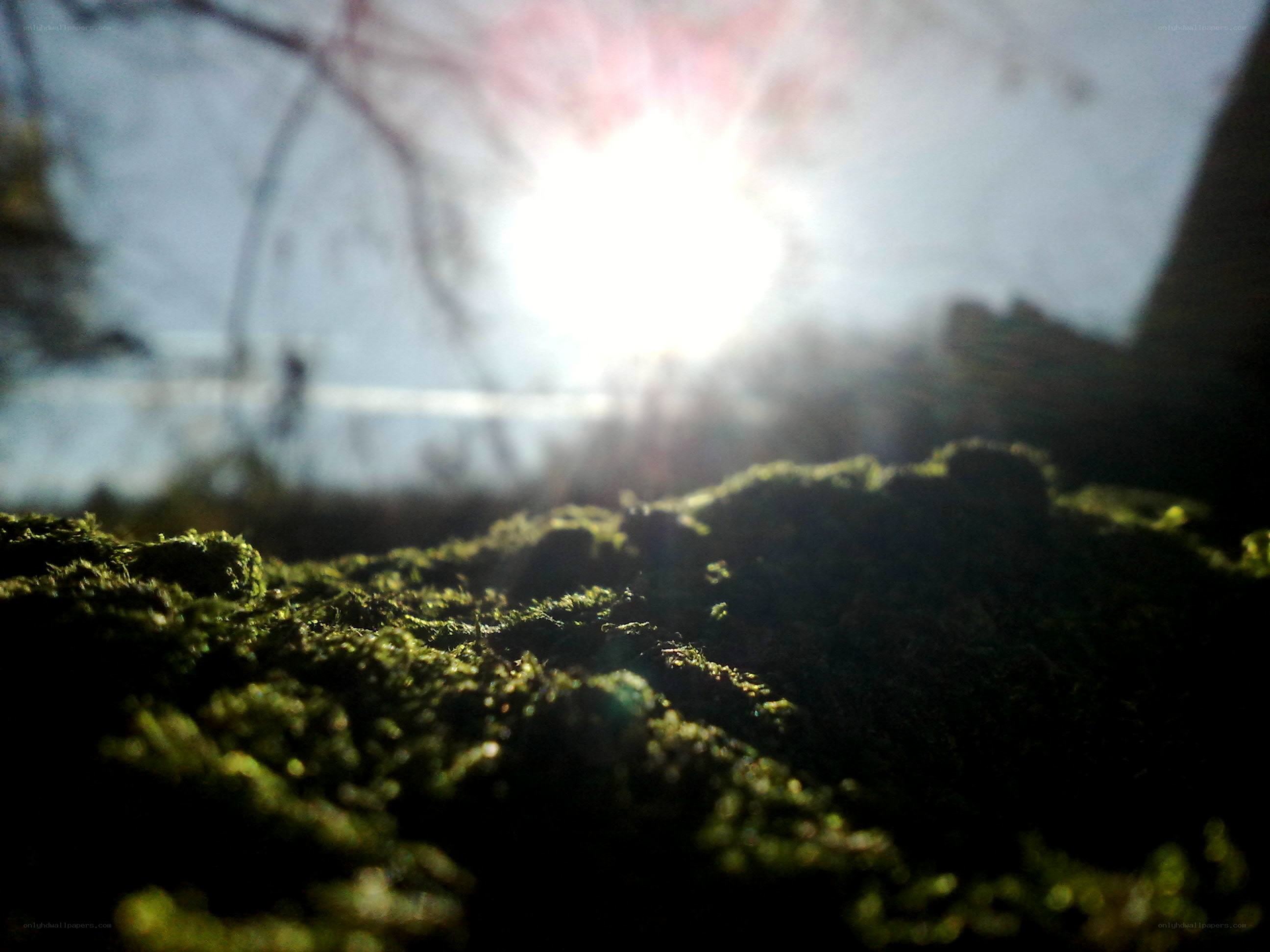 moss in sunlight