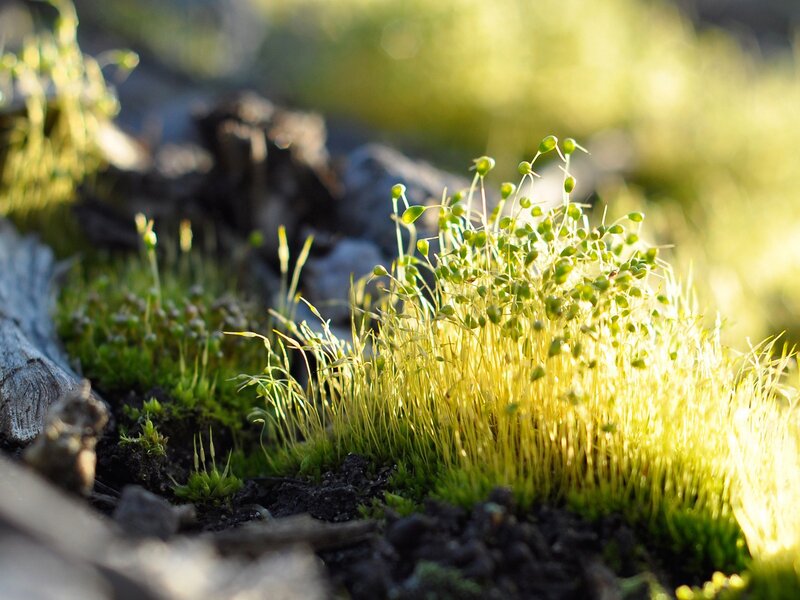 Moss in Sunlight